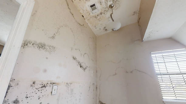 Dock Junction, GA Mold Removal Company