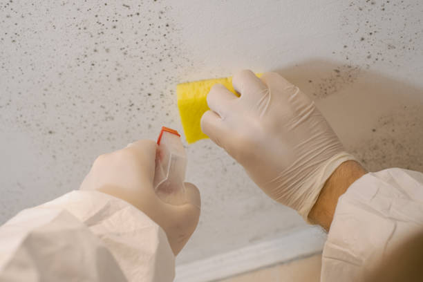 Best Industrial Mold Remediation  in Dock Junction, GA