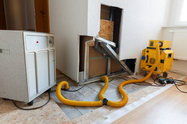 Best Basement Mold Removal  in Dock Junction, GA